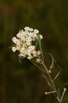 Whorled milkweed